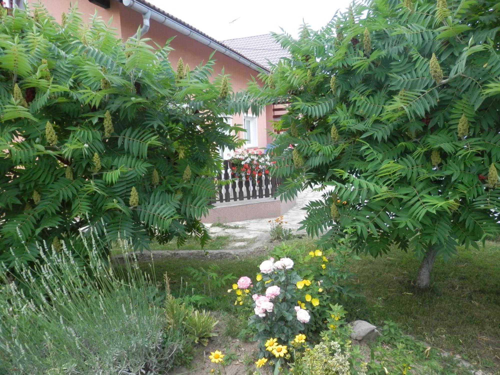 Guesthouse Blazenka Hodak Селище Дрезницко Екстериор снимка